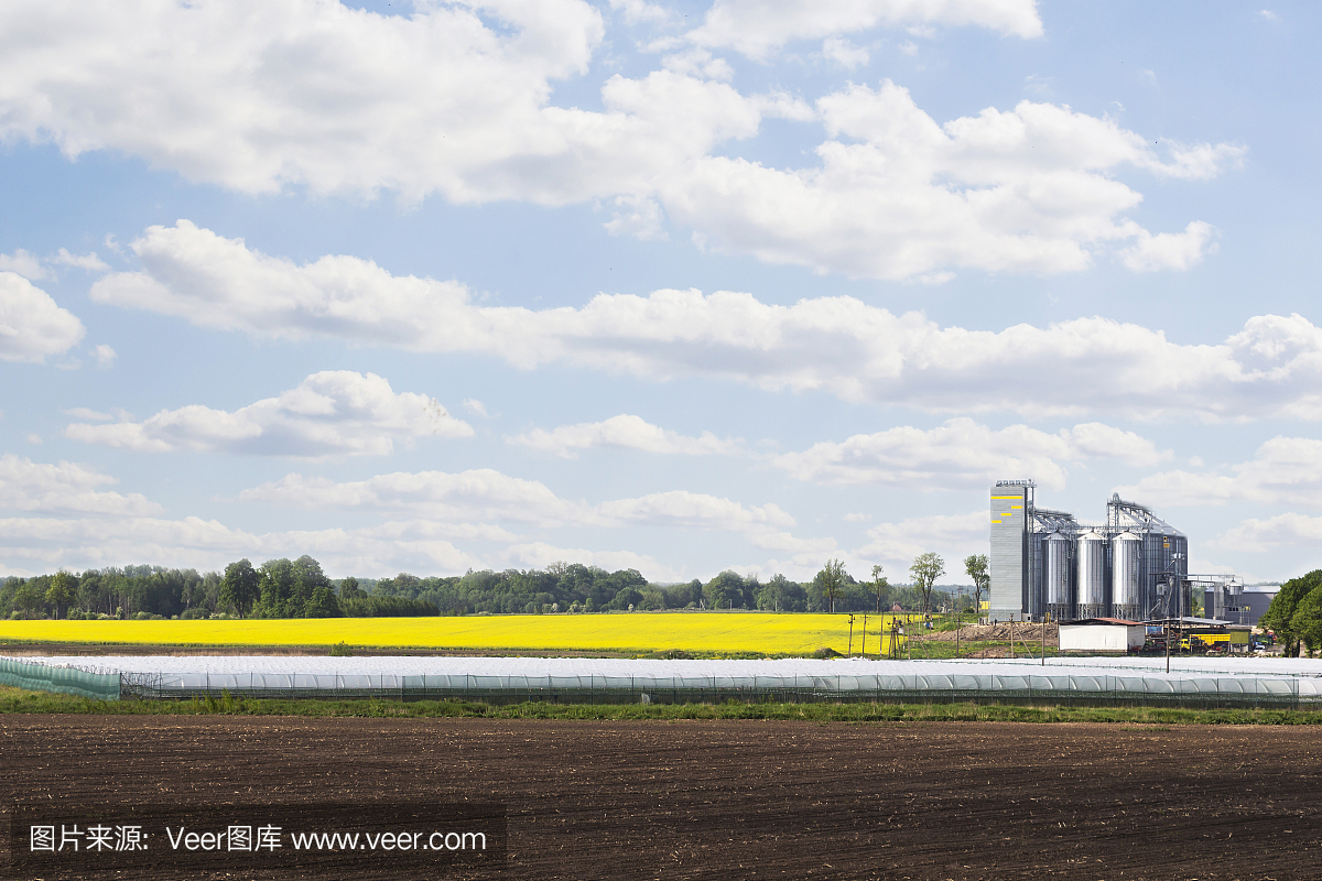 油菜花田,用于农产品、面粉、五谷杂粮清洁和储存的植物。
