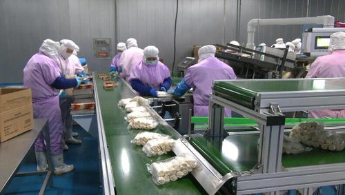 潍坊安丘 以品质优势塑造品牌优势 助力农产品出彩国际市场
