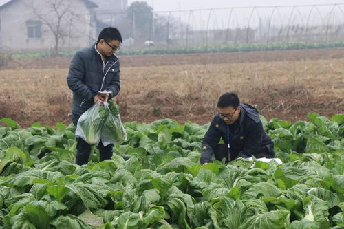 强化农产品质量安全监管 保障人民群众舌尖安全