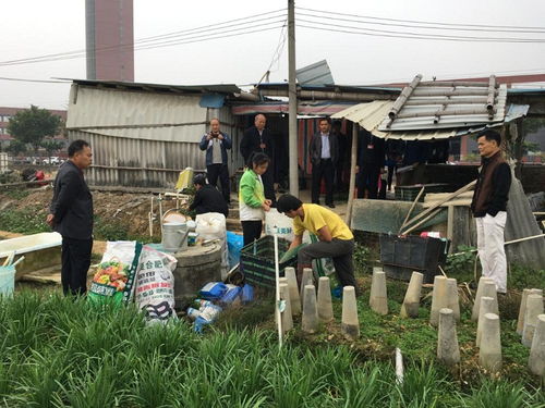 我局开展2019年第四季度食用农产品监督抽查专项行动